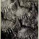 Illustration for article titled 110 Years Ago, These Microscopic Photos Horrified Londoners
